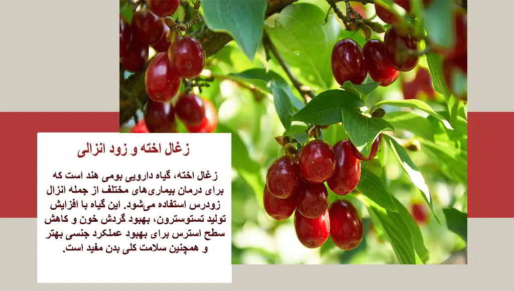 خواص زغال اخته برای اسپرم