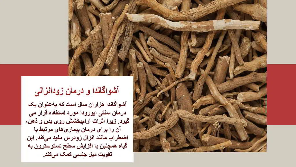 خواص آشواگاندا در درمان گیاهی انزال زودرس